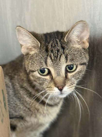 Louie — thumbnail 2