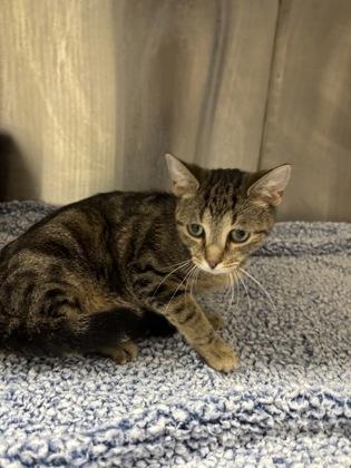 Louie — thumbnail 3