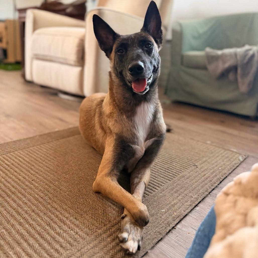 Enlarge Athena, a Adoptable Belgian Shepherd / Malinois in Dallas, TX image 1/1