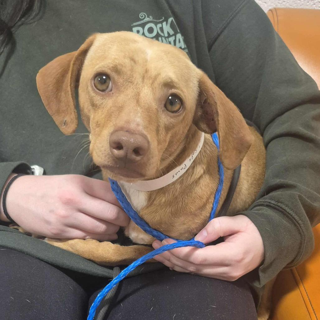 Anthony, Adoptable, Young Male Dachshund.