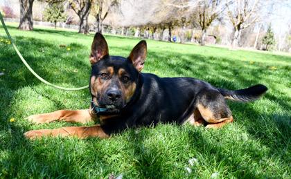 Hamilton, Adoptable, Adult Male Rottweiler & Australian Kelpie.
