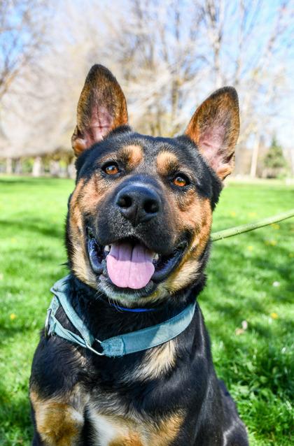 Enlarge Hamilton, a Adoptable mixed breed in Yakima, WA image 2/3