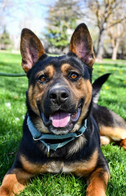 Enlarge Hamilton, a Adoptable mixed breed in Yakima, WA image 3/3