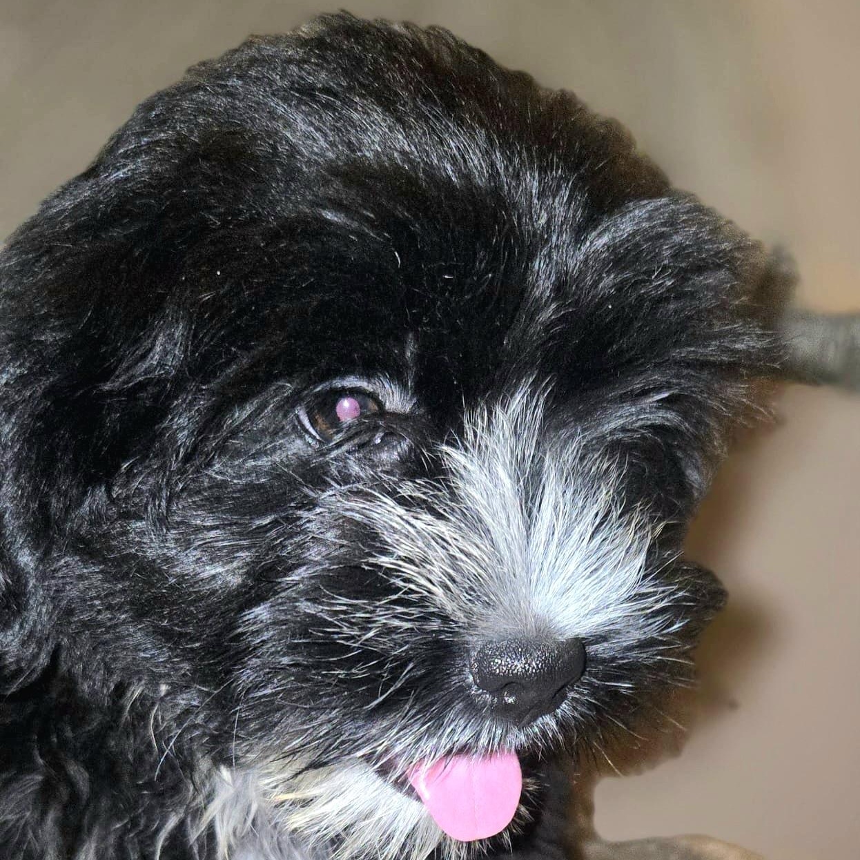 Enlarge MELODY SWEET "The Little Fluffy Litter #4" (Currently in Puerto Rico), an adopted Shih Tzu in New York, NY image 3/4