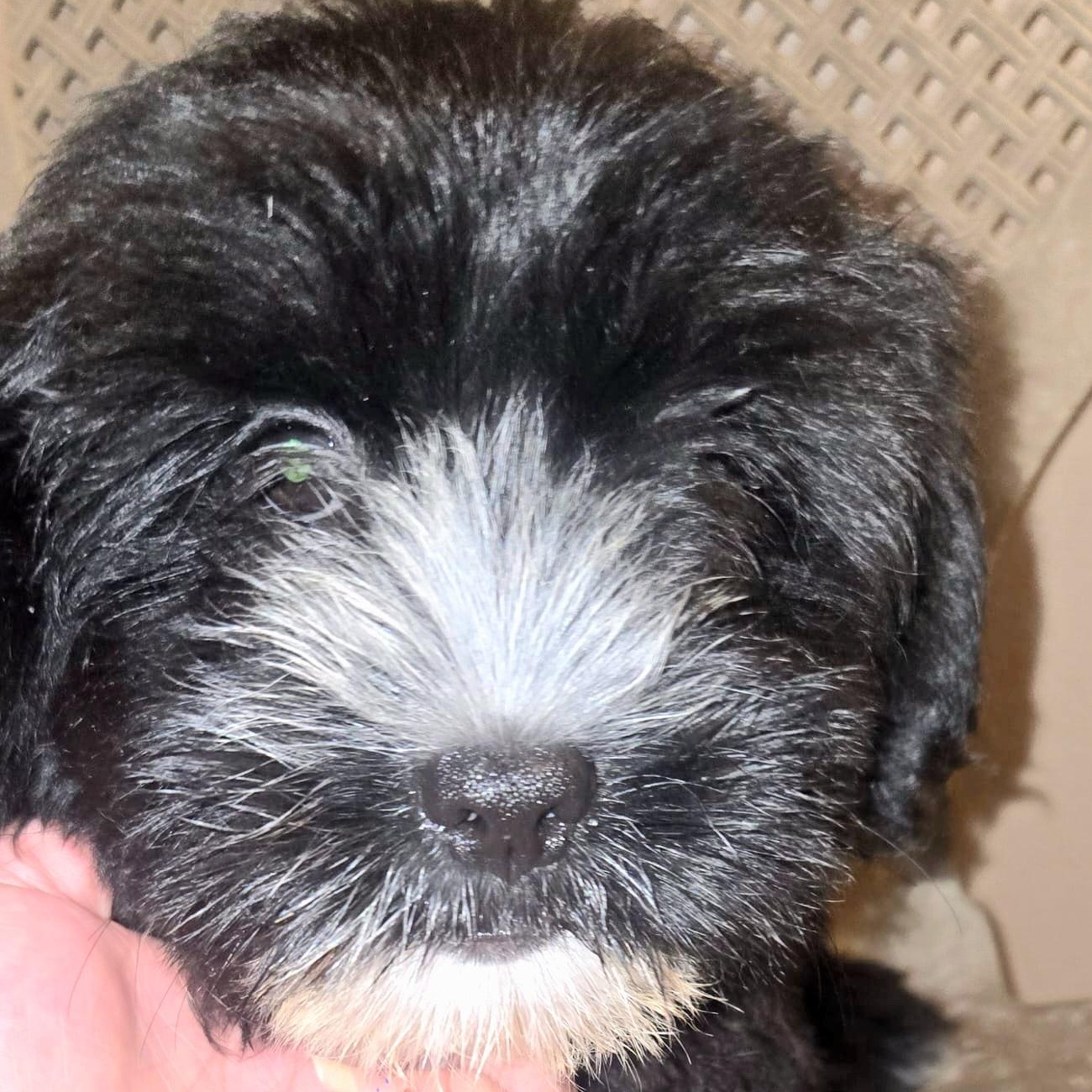 MELODY SWEET "The Little Fluffy Litter #4" (Currently in Puerto Rico), adopted, Puppy Female Shih Tzu.