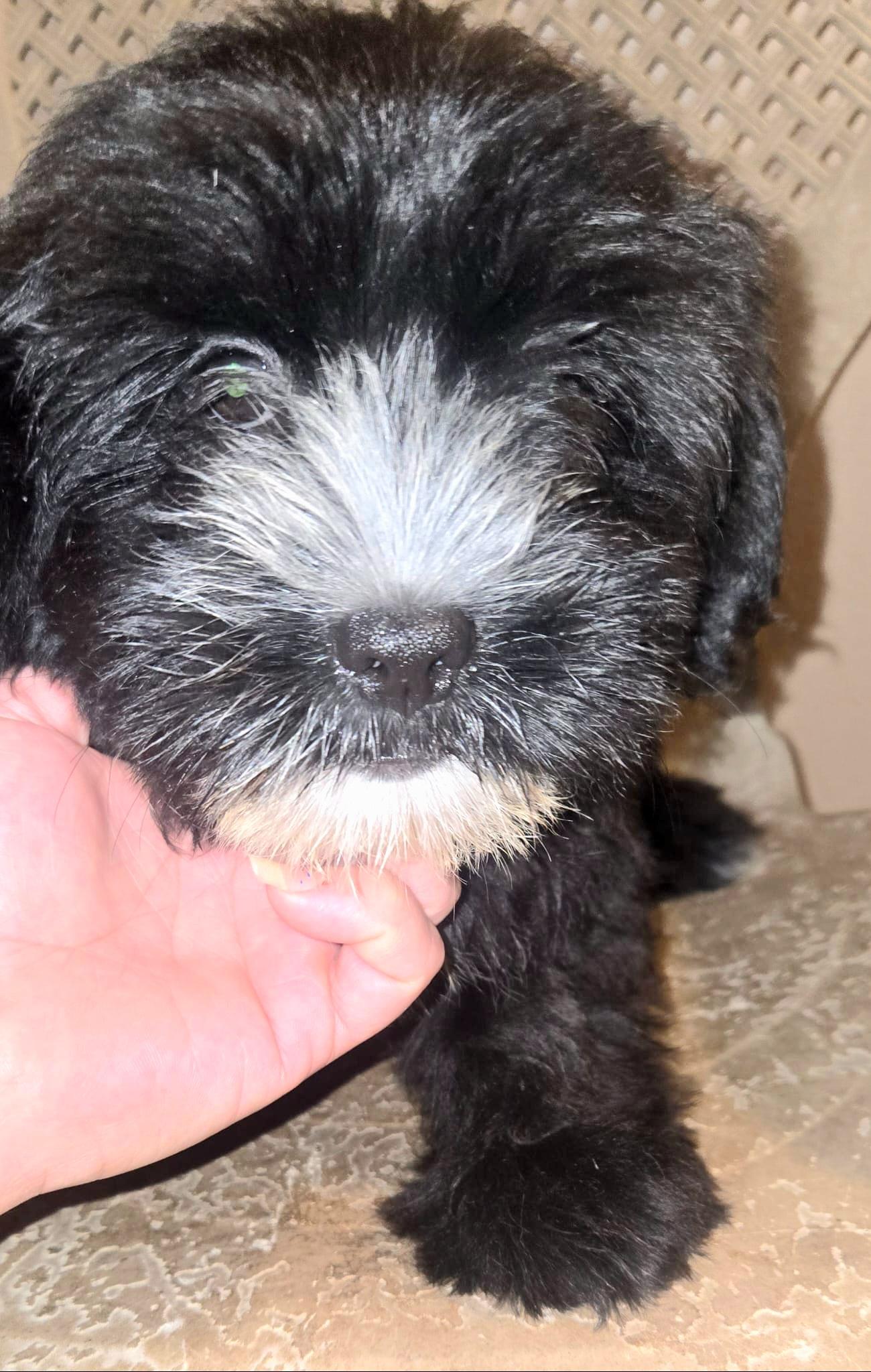 Enlarge MELODY SWEET "The Little Fluffy Litter #4" (Currently in Puerto Rico), an adopted Shih Tzu in New York, NY image 2/4