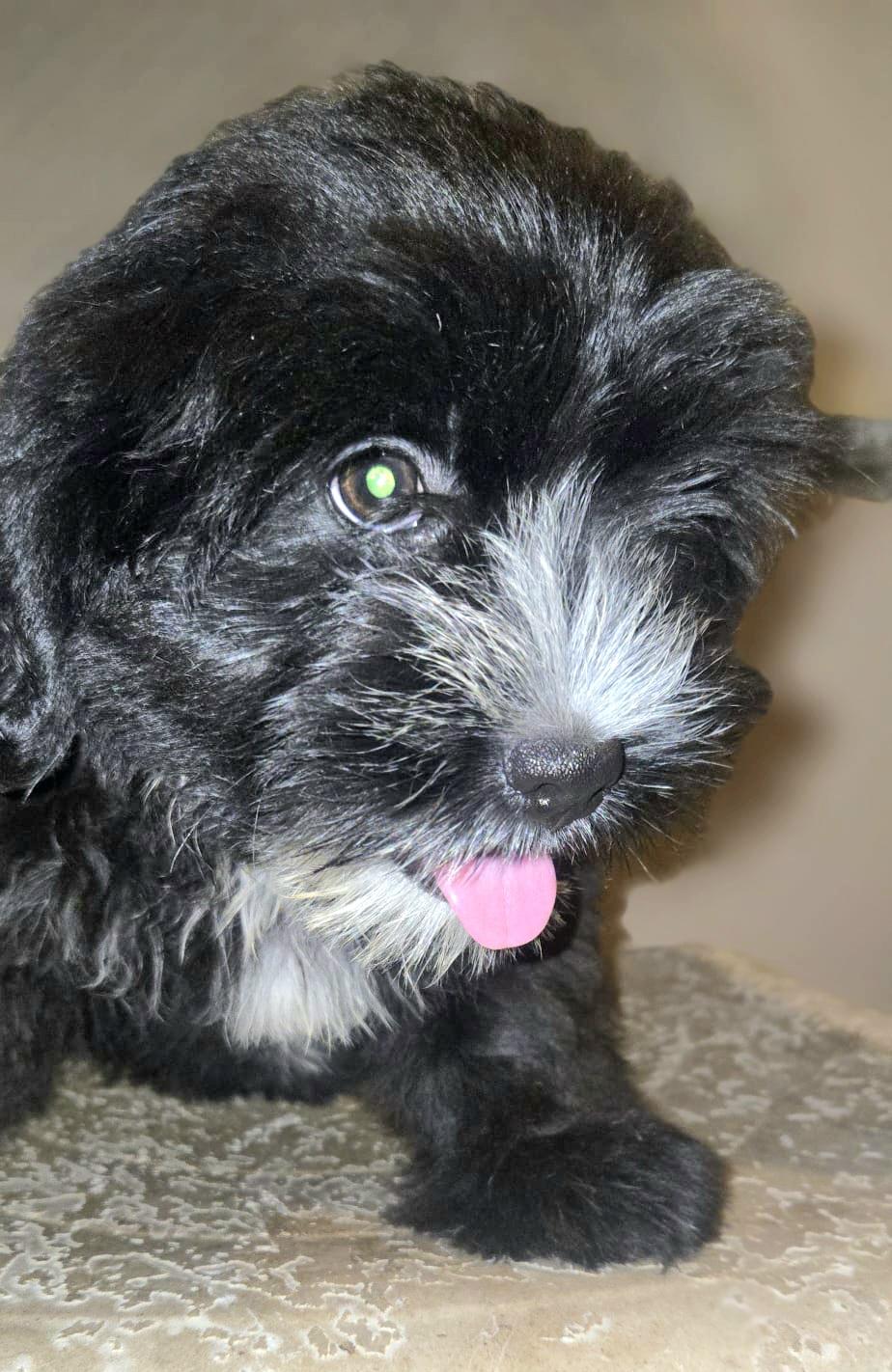 Enlarge MELODY SWEET "The Little Fluffy Litter #4" (Currently in Puerto Rico), an adopted Shih Tzu in New York, NY image 4/4