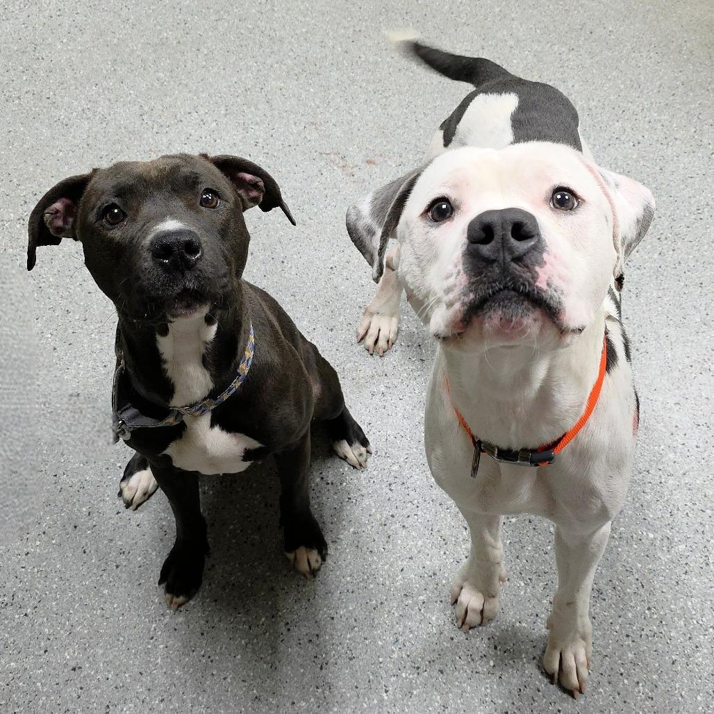 Enlarge Brownie, a Adoptable Pit Bull Terrier in Michigan City, IN image 1/6