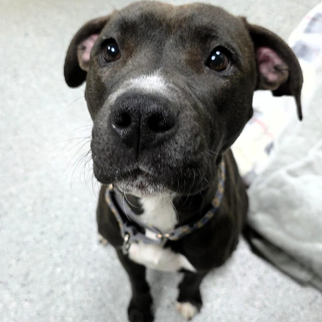 Enlarge Brownie, a Adoptable Pit Bull Terrier in Michigan City, IN image 2/6