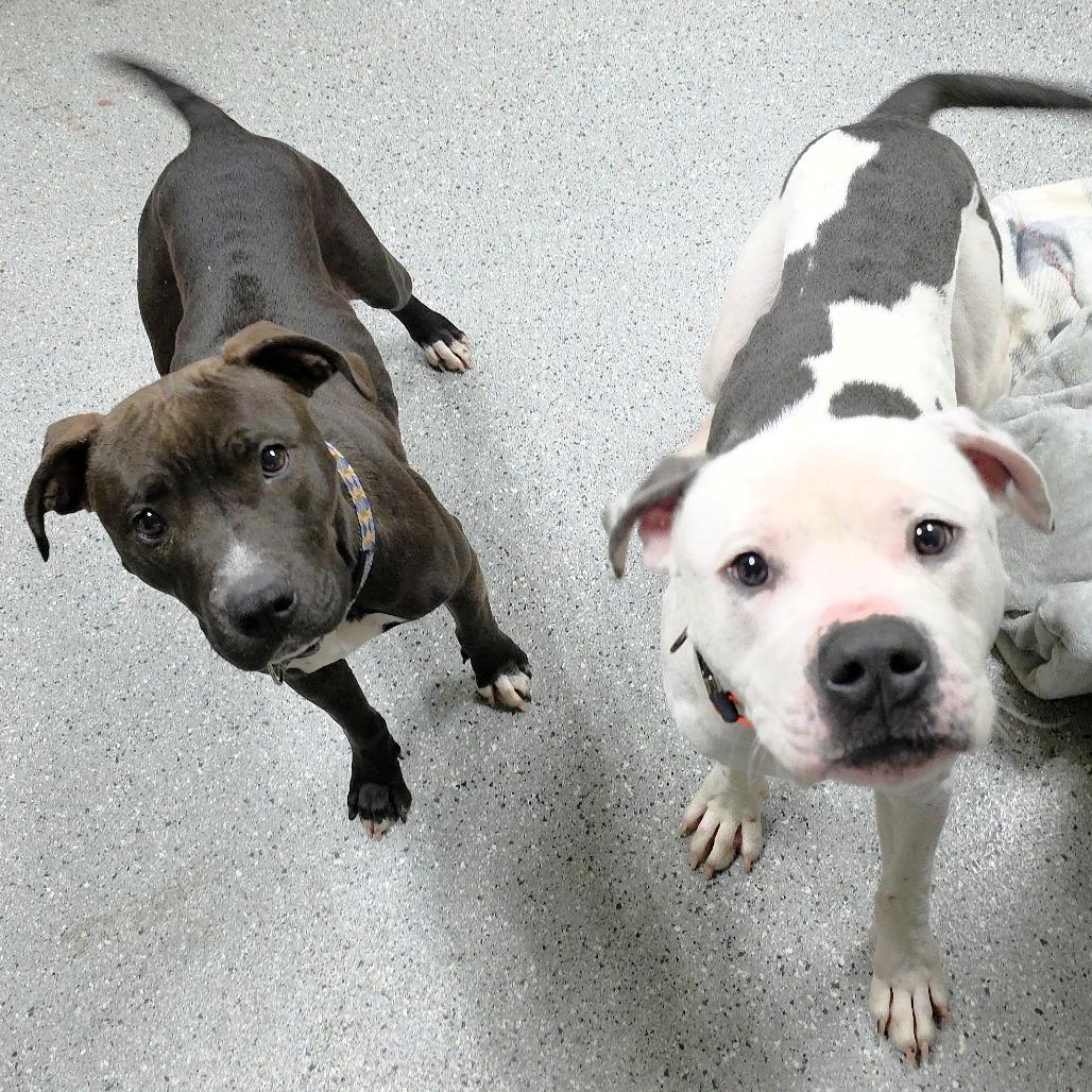 Enlarge Brownie, a Adoptable Pit Bull Terrier in Michigan City, IN image 4/6