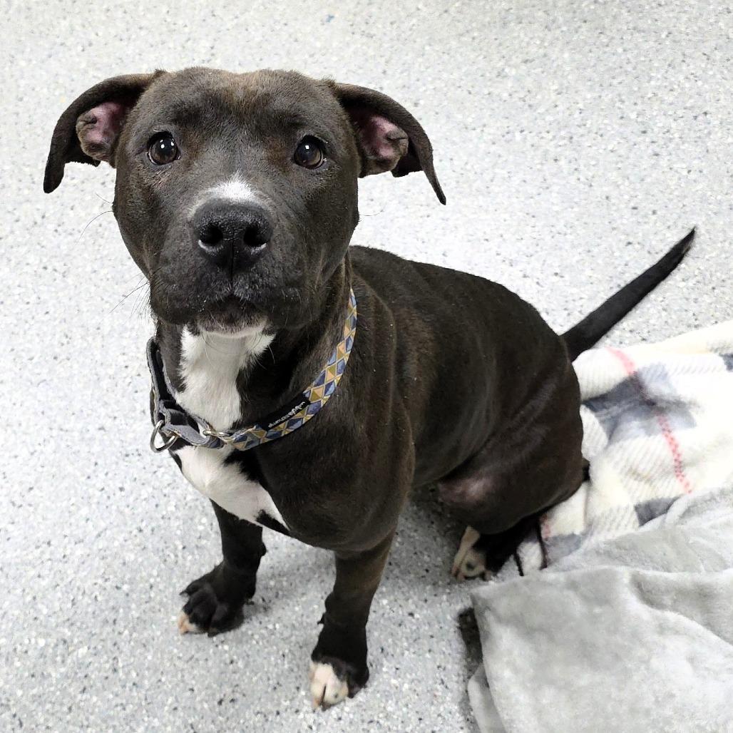 Enlarge Brownie, a Adoptable Pit Bull Terrier in Michigan City, IN image 5/6