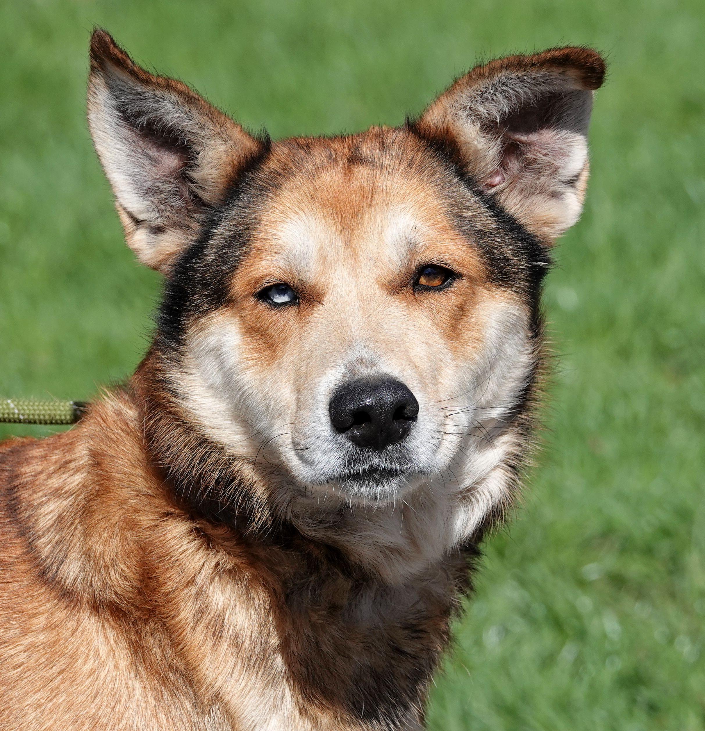 Angel, ADOPTABLE, Adult Female Shepherd & Husky.
