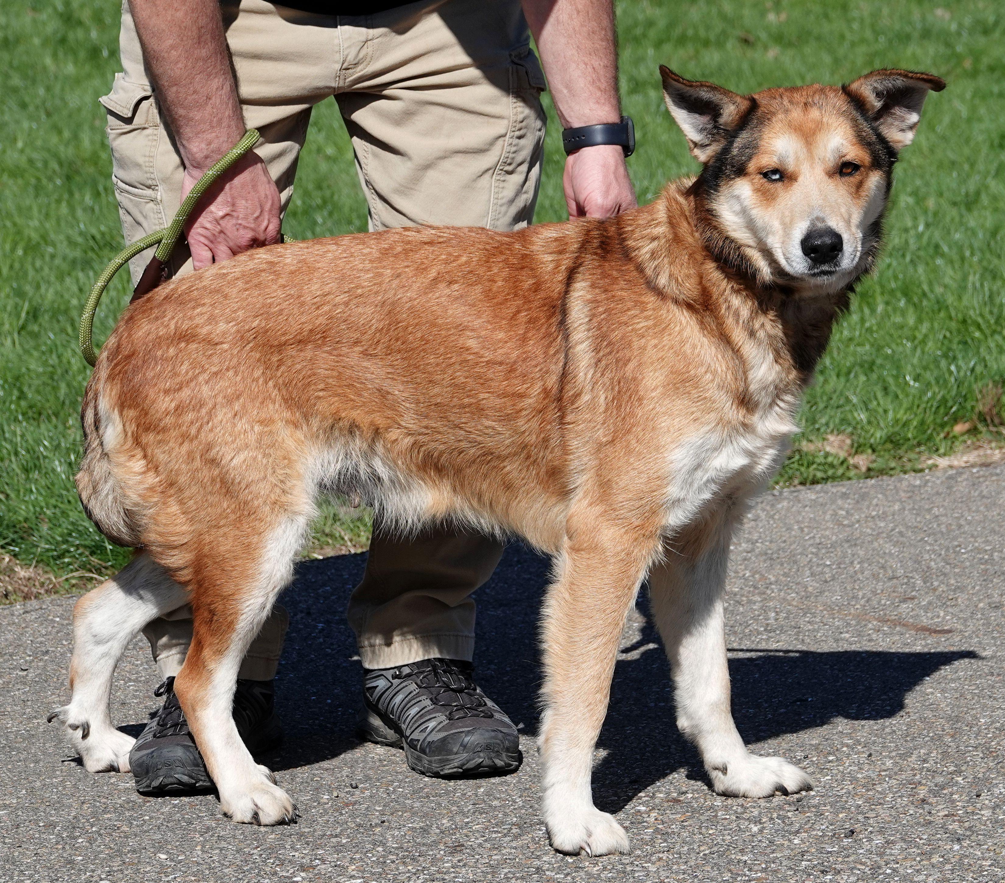 Enlarge Angel, a ADOPTABLE mixed breed in Millfield, OH image 3/3