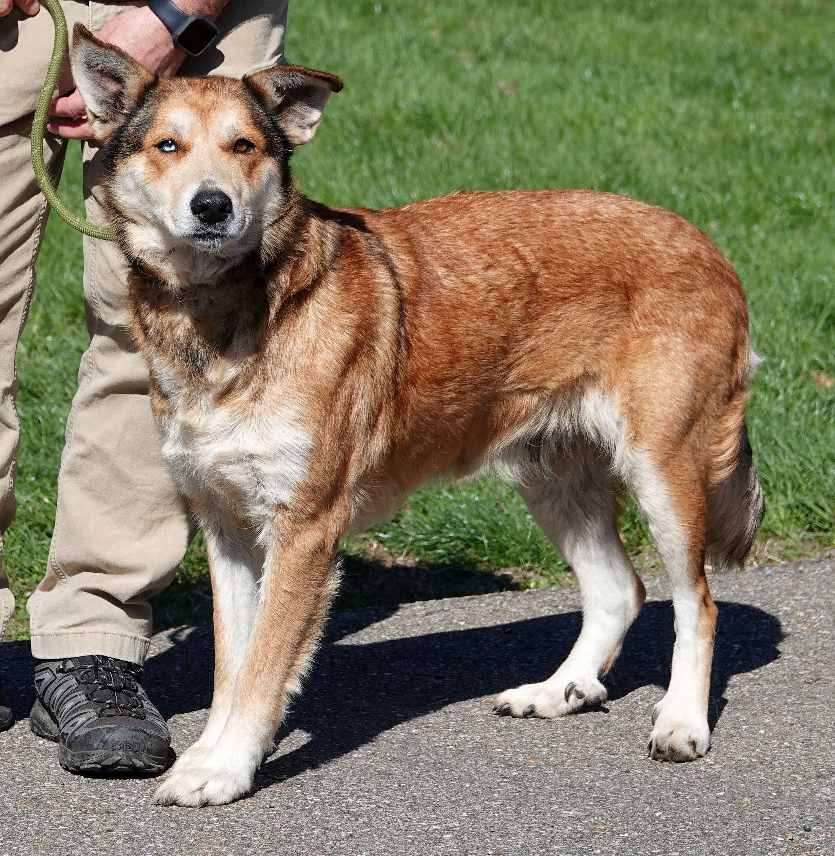 Enlarge Angel, a ADOPTABLE mixed breed in Millfield, OH image 2/3