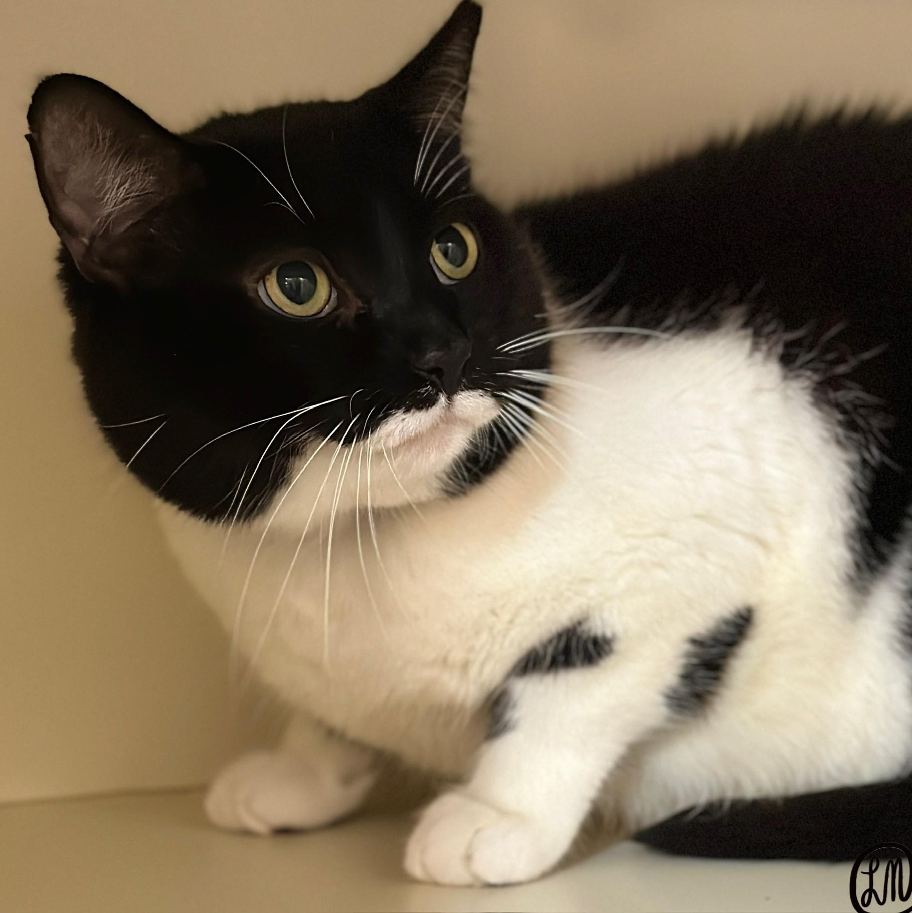 Enlarge Sarg, a Adoptable Domestic Short Hair in Victor, NY image 5/6
