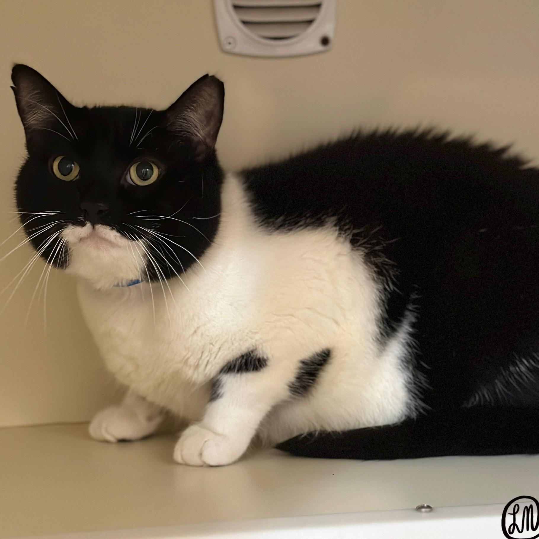 Enlarge Sarg, a Adoptable Domestic Short Hair in Victor, NY image 6/6