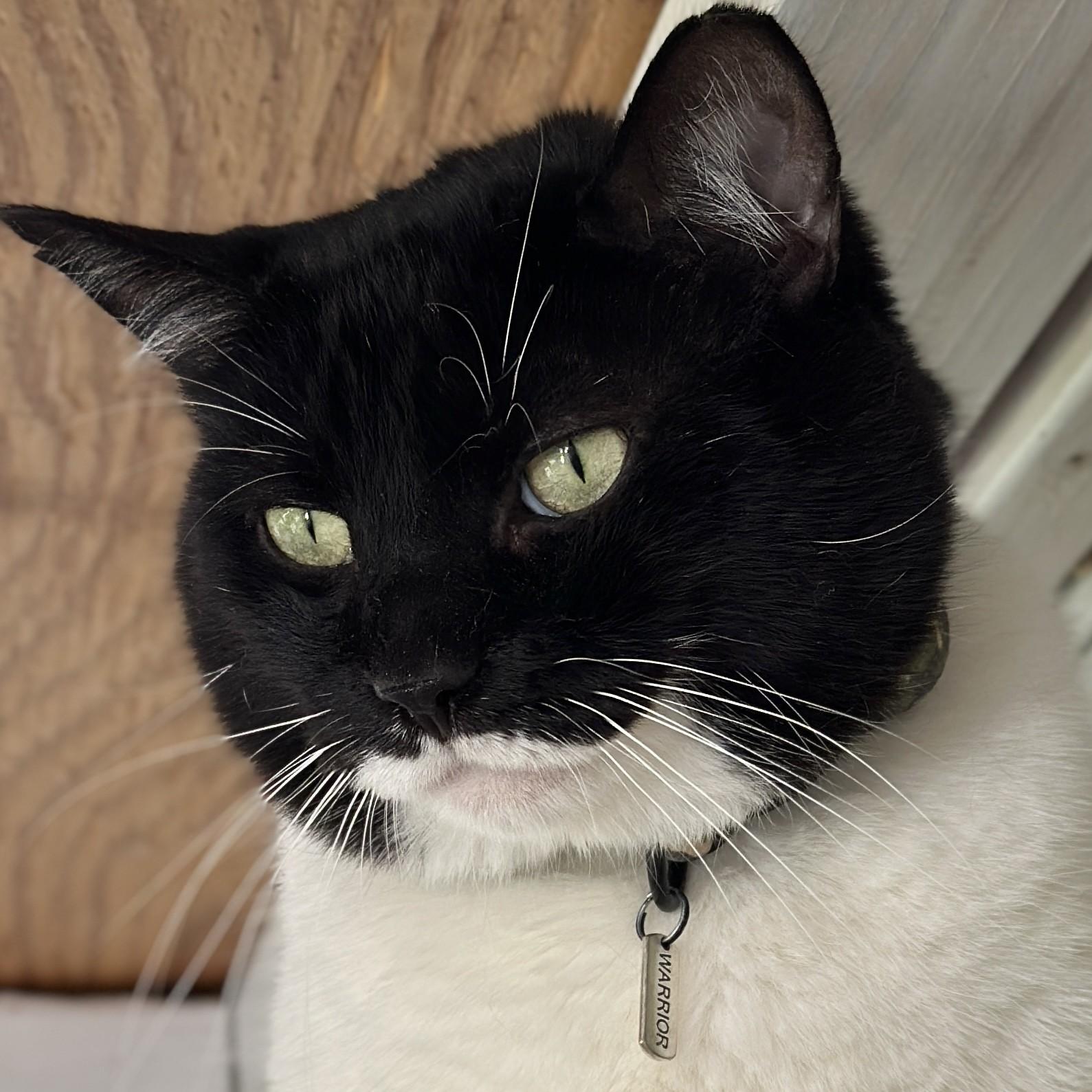 Sarg, Adoptable, Adult Male Domestic Short Hair.