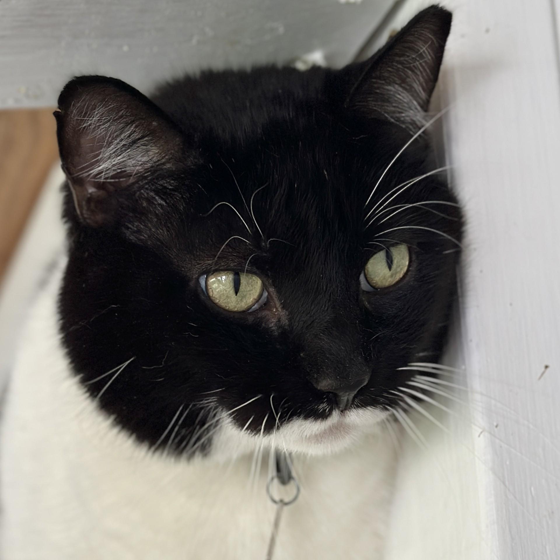 Enlarge Sarg, a Adoptable Domestic Short Hair in Victor, NY image 2/6
