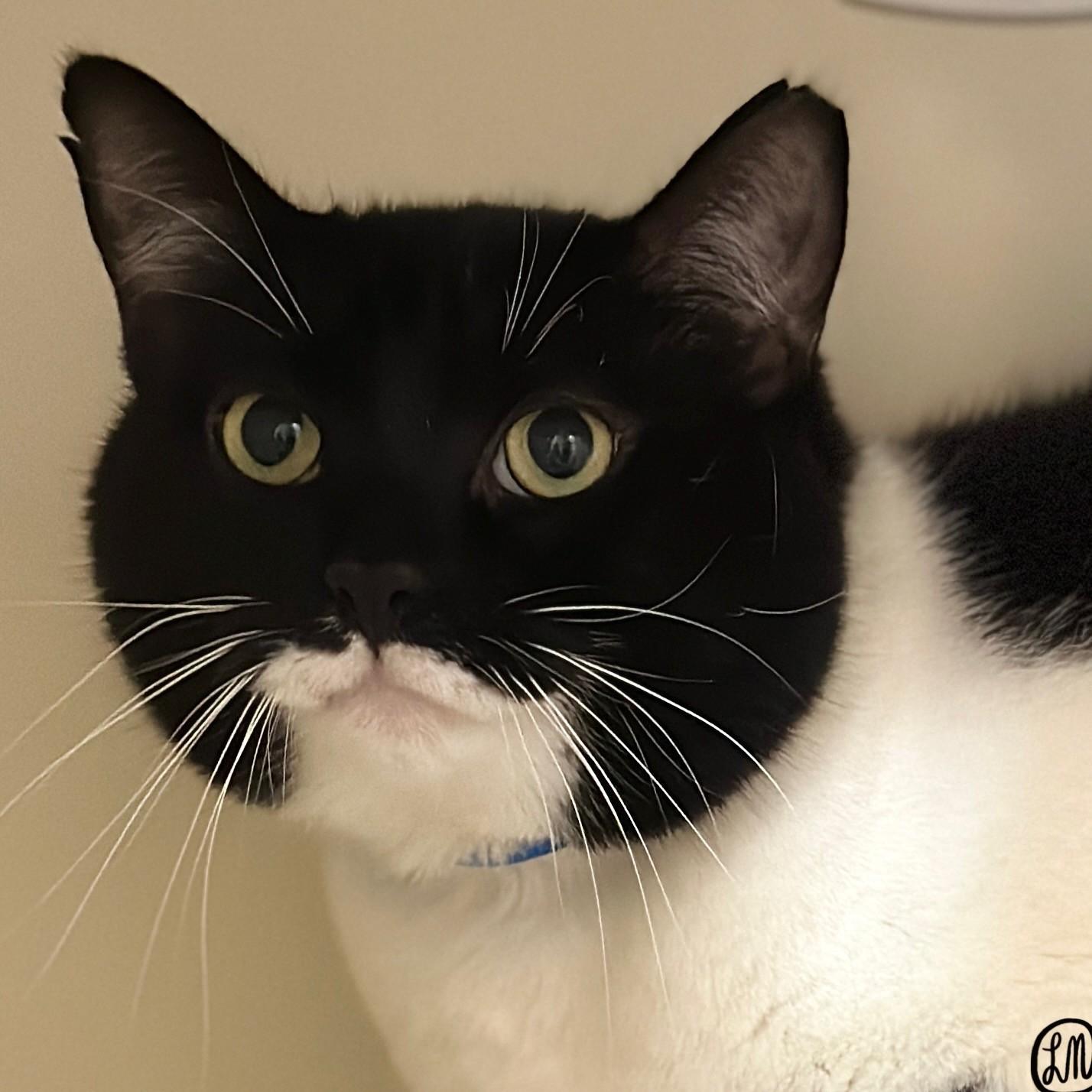 Enlarge Sarg, a Adoptable Domestic Short Hair in Victor, NY image 4/6