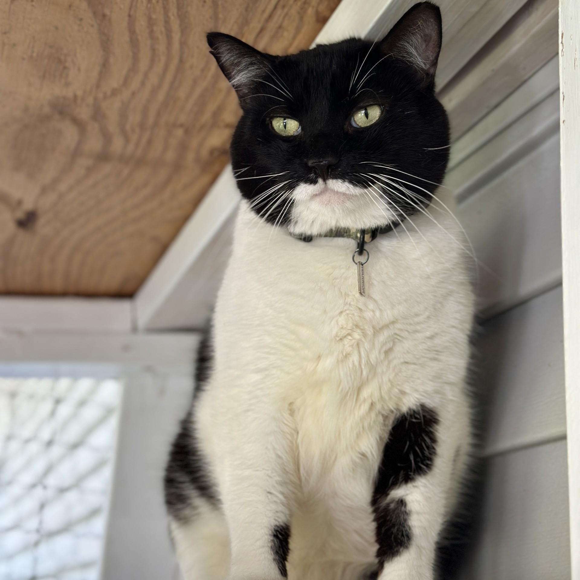 Enlarge Sarg, a Adoptable Domestic Short Hair in Victor, NY image 3/6