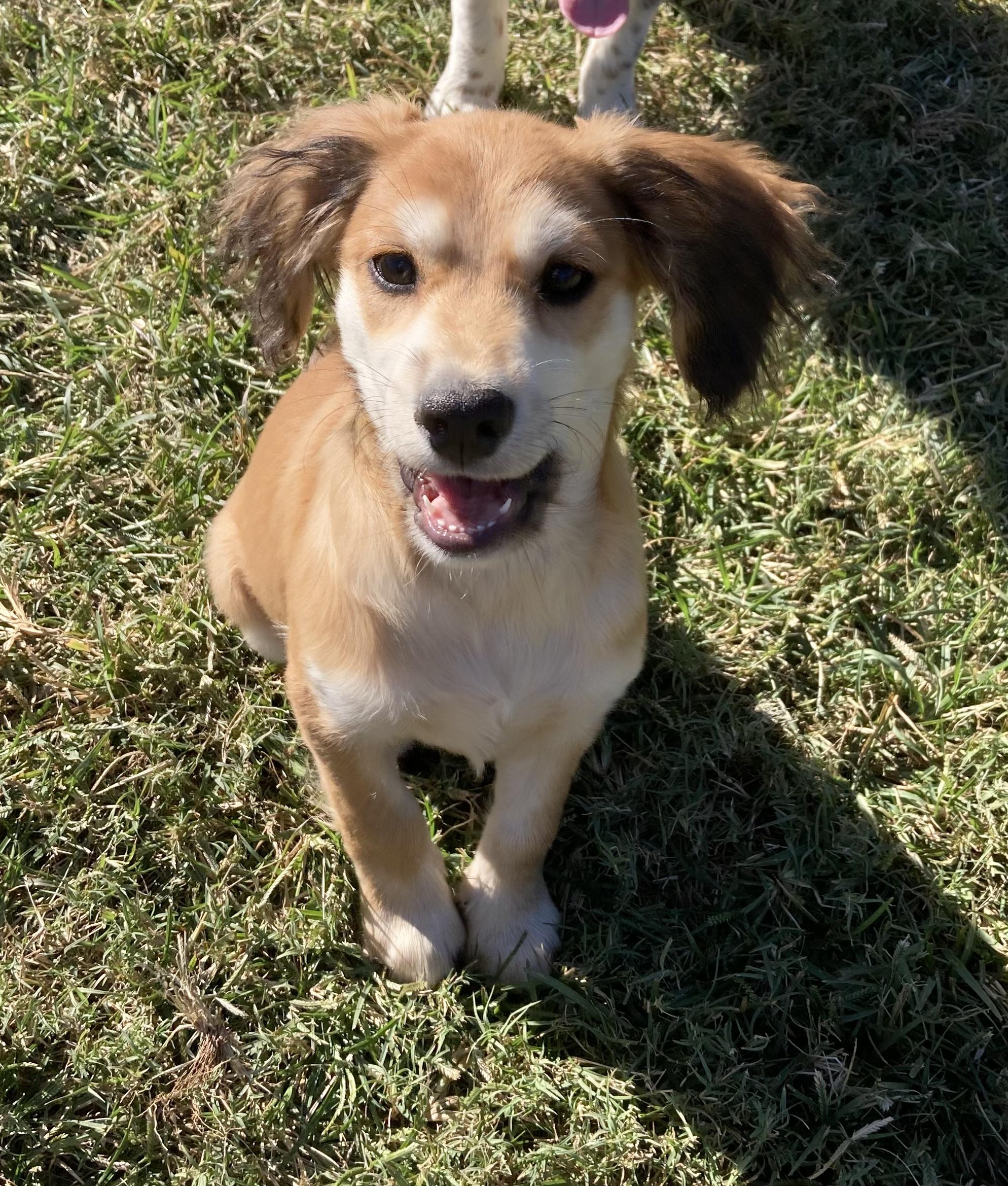 SPARKY, Adopted, Puppy Male Spaniel & Australian Shepherd.