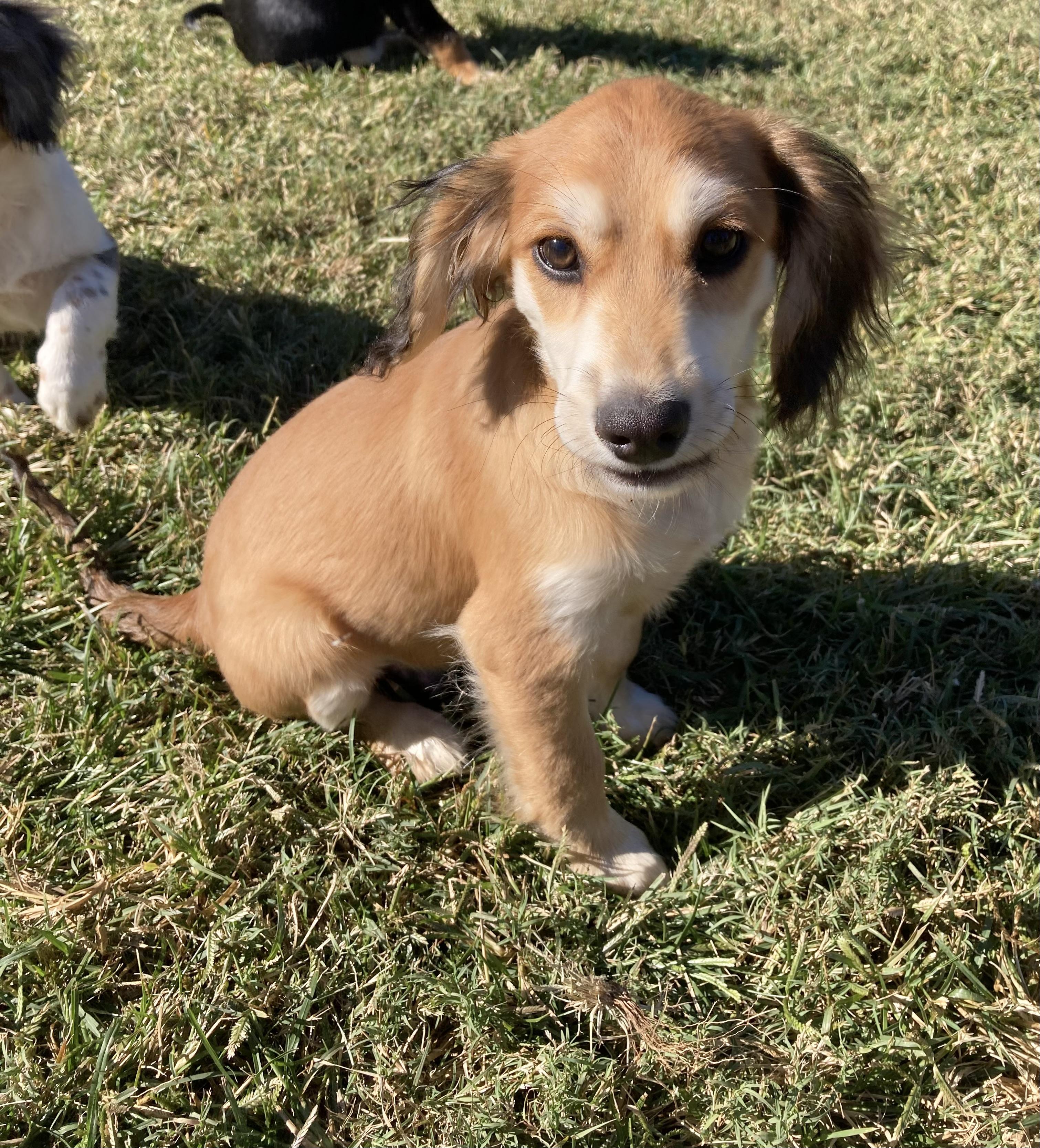 SPARKY, a Adopted mixed breed in Dumont, NJ image 2/5