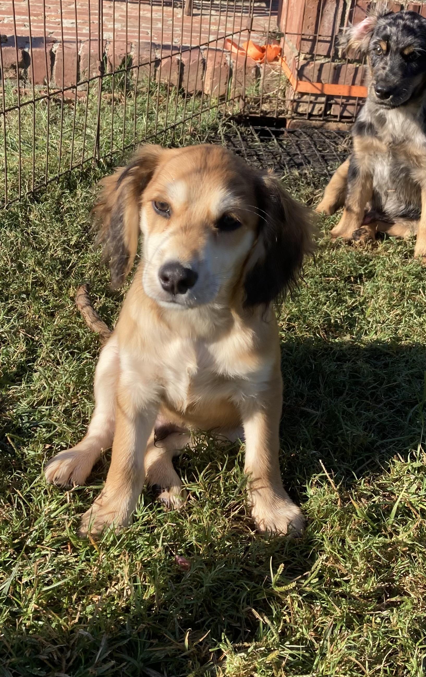 SPARKY, a Adopted mixed breed in Dumont, NJ image 3/5