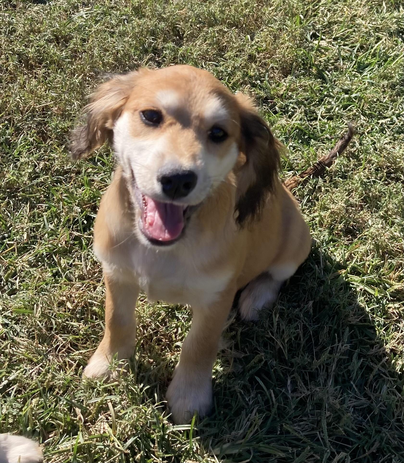 SPARKY, a Adopted mixed breed in Dumont, NJ image 5/5