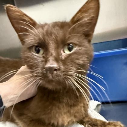 Enlarge Tony Chocolonely, a ADOPTABLE mixed breed in Lansing, MI image 4/4