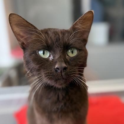 Tony Chocolonely, ADOPTABLE, Adult Male Domestic Short Hair.