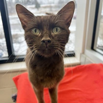 Enlarge Tony Chocolonely, a ADOPTABLE mixed breed in Lansing, MI image 3/4