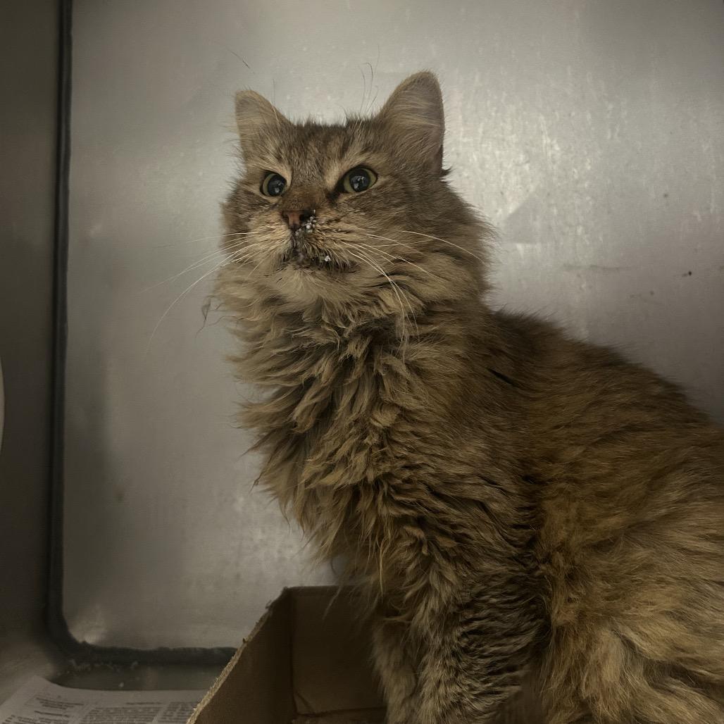 Bean Boozled, Adoptable, Adult Female Domestic Medium Hair.