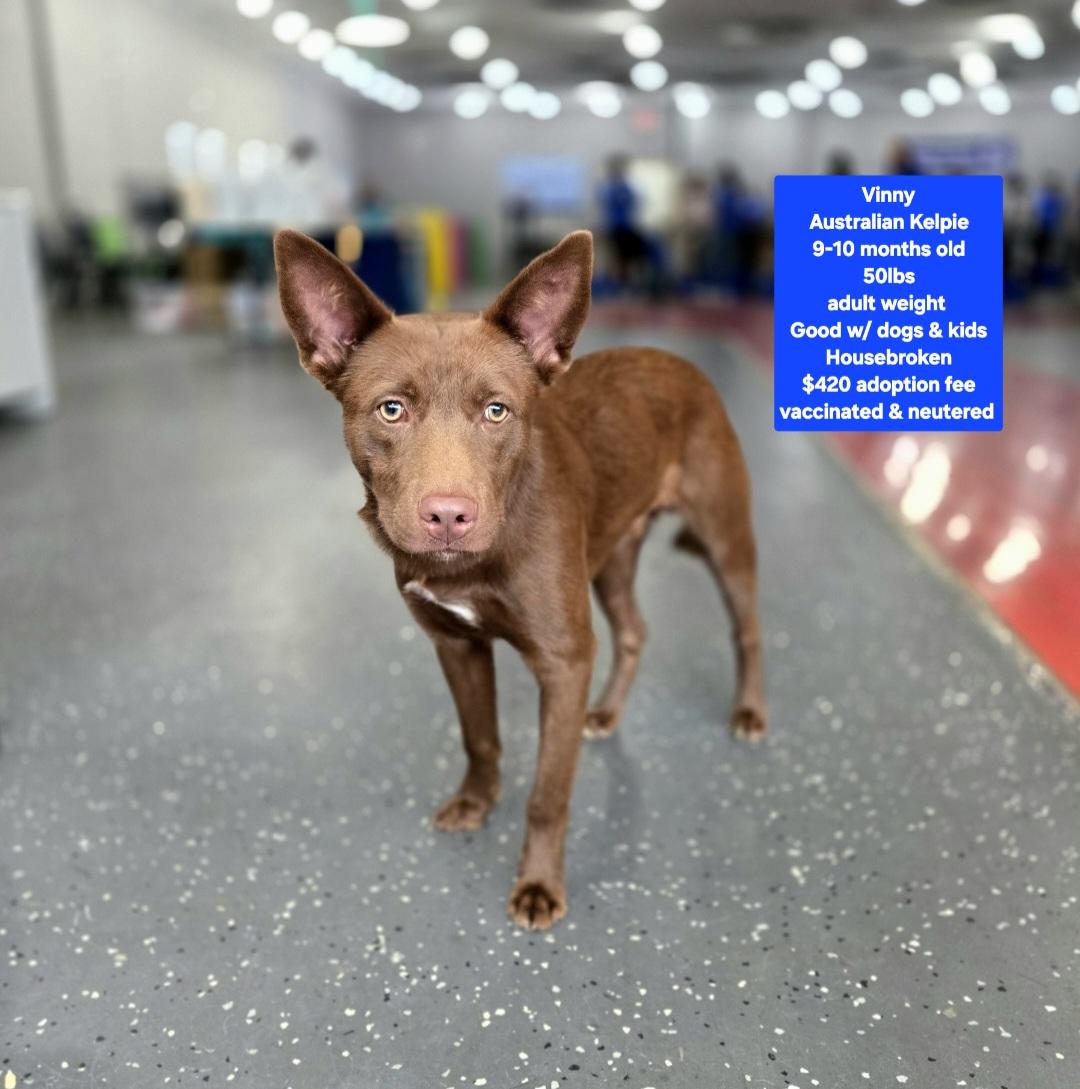 Vinny, ADOPTABLE, Young Male Australian Kelpie.