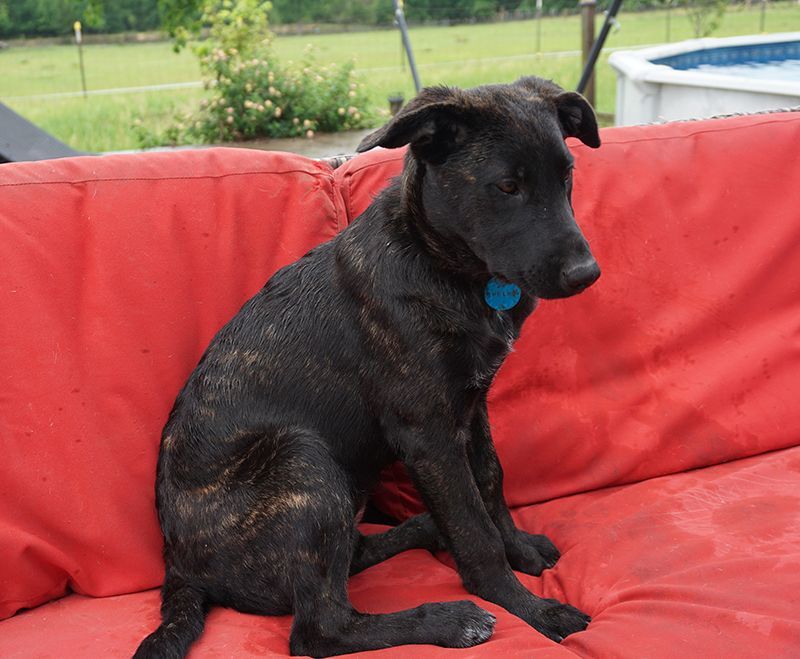 LeiLei, a Adoptable mixed breed in Houston, TX image 1/3