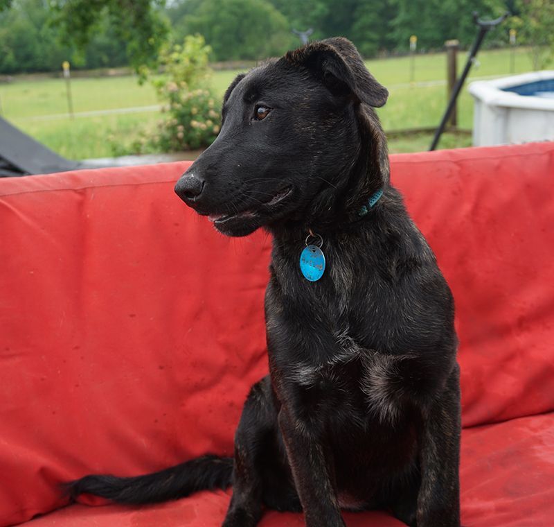 LeiLei, a Adoptable mixed breed in Houston, TX image 2/3