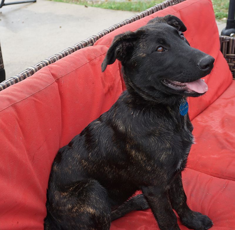 LeiLei, a Adoptable mixed breed in Houston, TX image 3/3