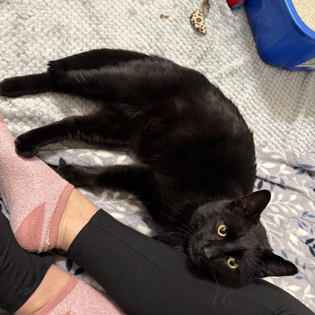Enlarge Licorice, a Adoptable Domestic Short Hair in Granville, OH image 1/5