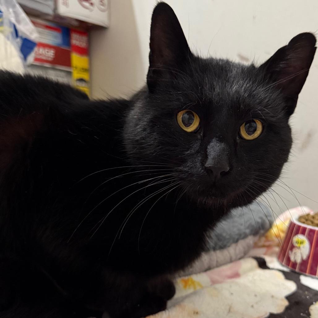 Enlarge Licorice, a Adoptable Domestic Short Hair in Granville, OH image 2/5