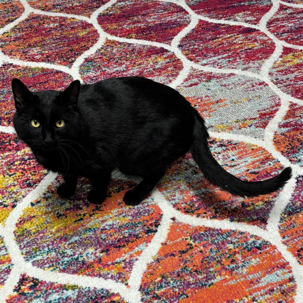 Enlarge Licorice, a Adoptable Domestic Short Hair in Granville, OH image 3/5