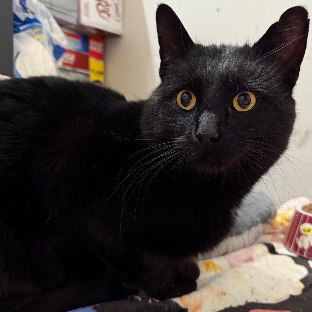 Enlarge Licorice, a Adoptable Domestic Short Hair in Granville, OH image 4/5