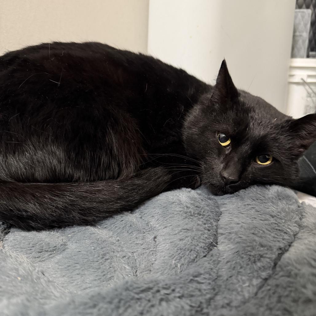 Enlarge Licorice, a Adoptable Domestic Short Hair in Granville, OH image 5/5