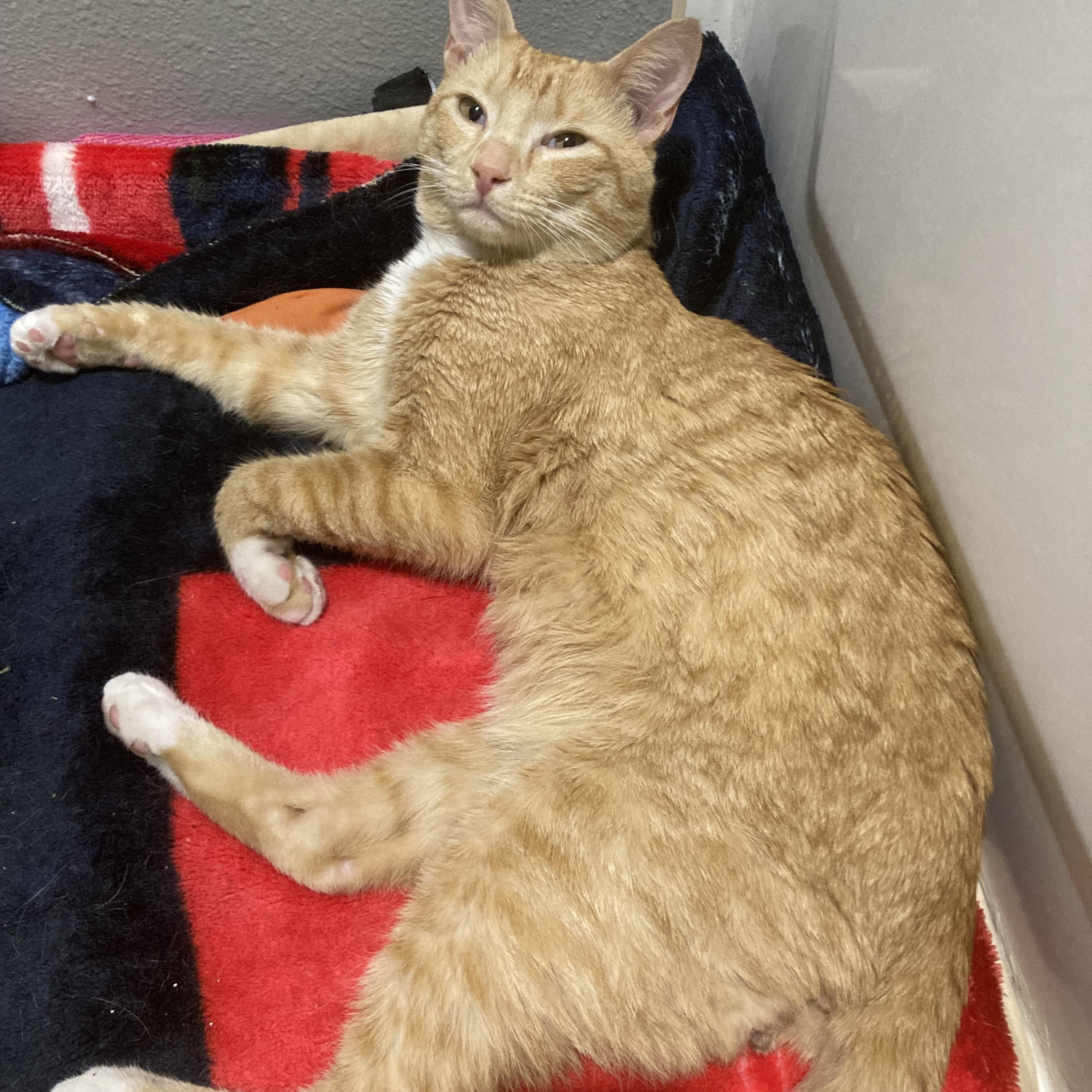 Mush, a ADOPTABLE Domestic Short Hair in Renton , WA image 3/5