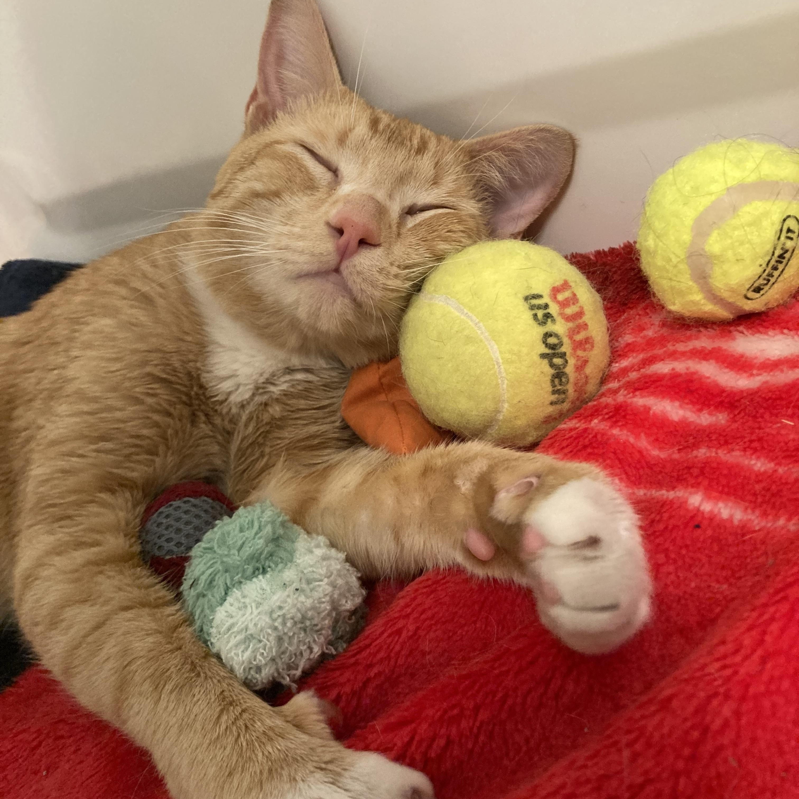 Mush, a ADOPTABLE Domestic Short Hair in Renton , WA image 2/5