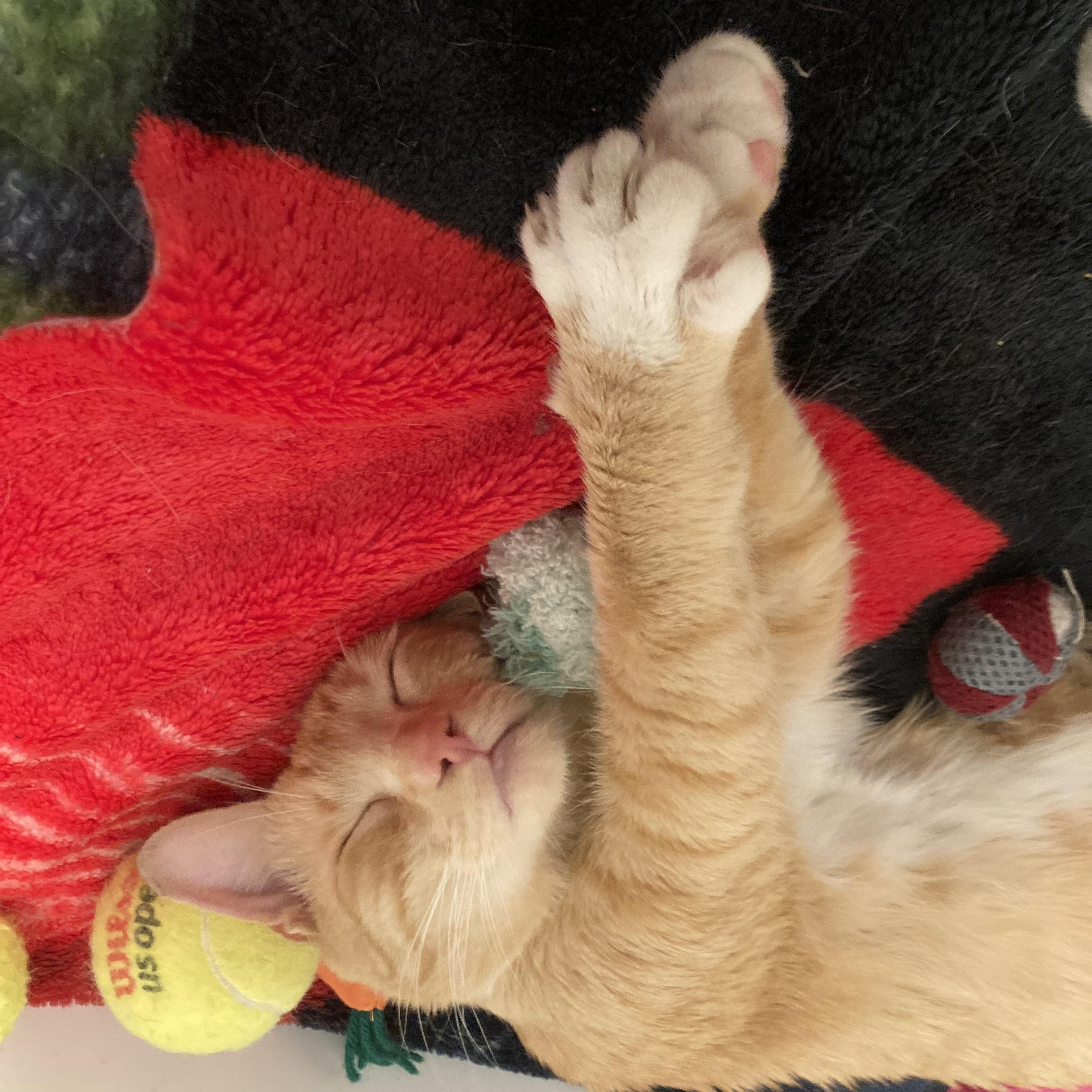 Mush, a ADOPTABLE Domestic Short Hair in Renton , WA image 4/5