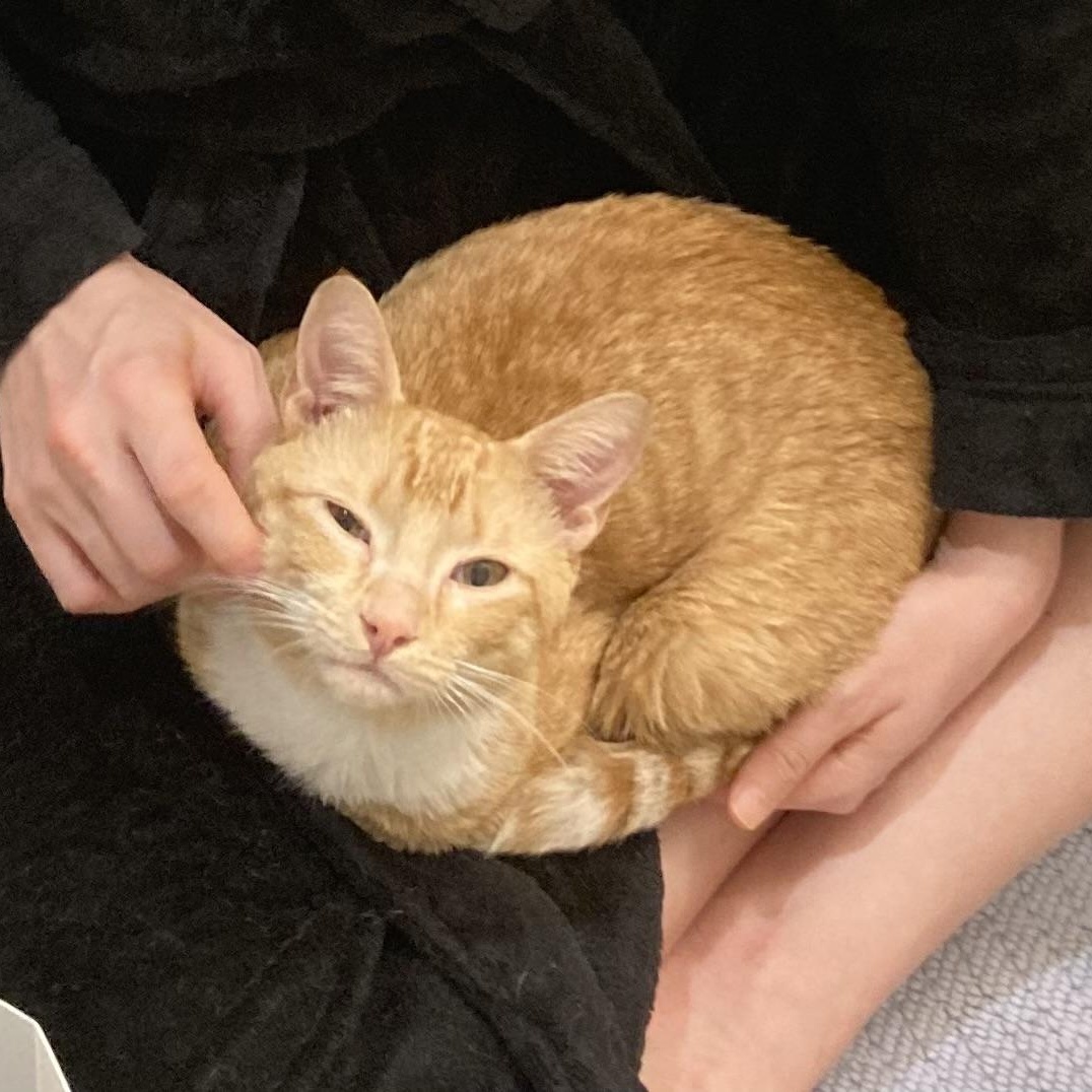 Mush, ADOPTABLE, Adult Male Domestic Short Hair.