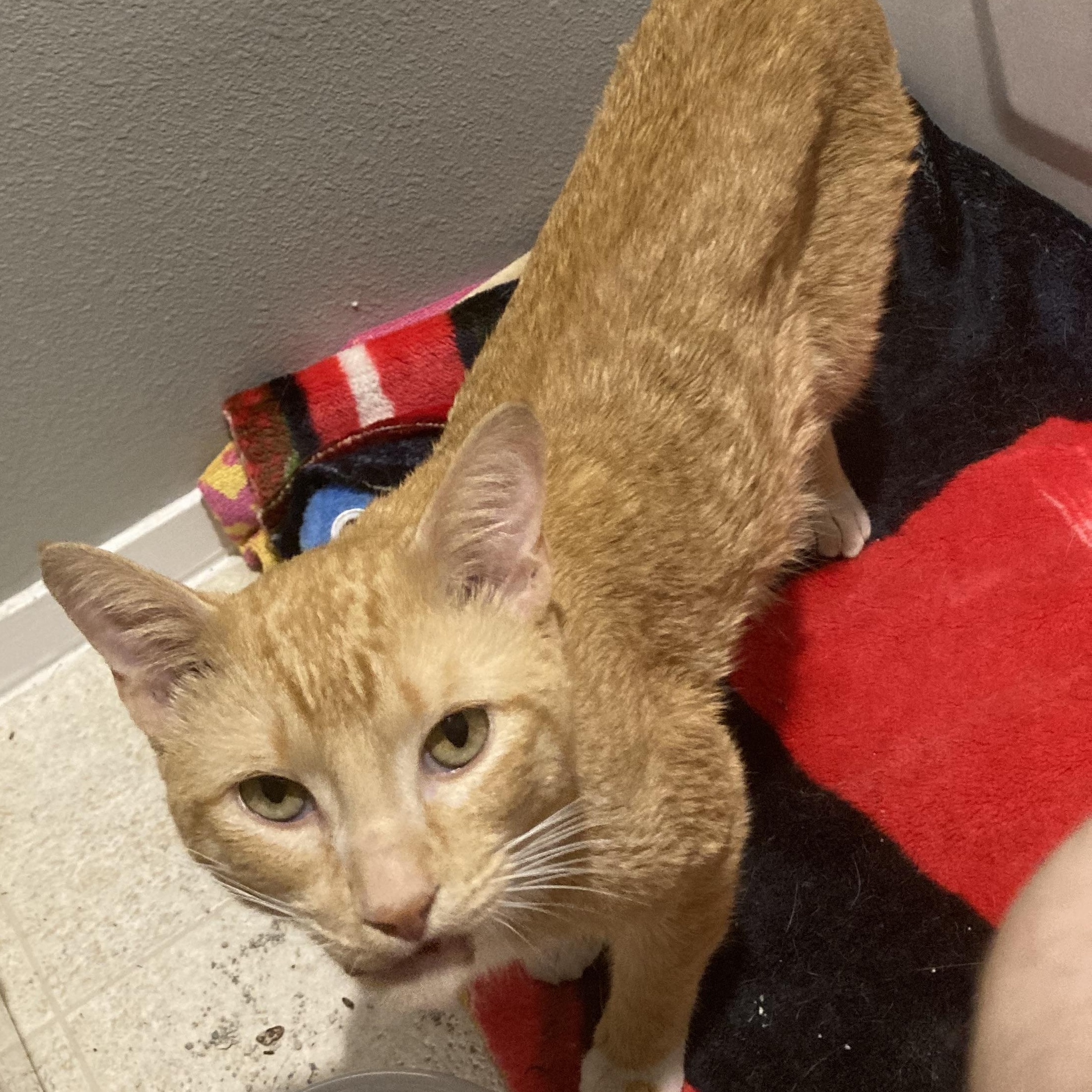 Mush, a ADOPTABLE Domestic Short Hair in Renton , WA image 5/5