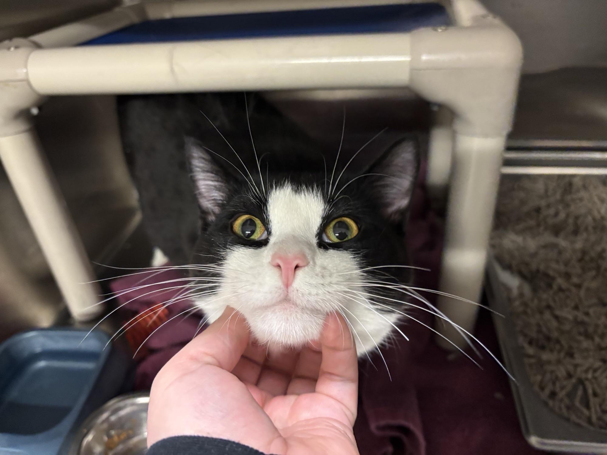 Enlarge Sheldon CS-011/26, a ADOPTABLE Domestic Short Hair in Burlington, ON image 2/2