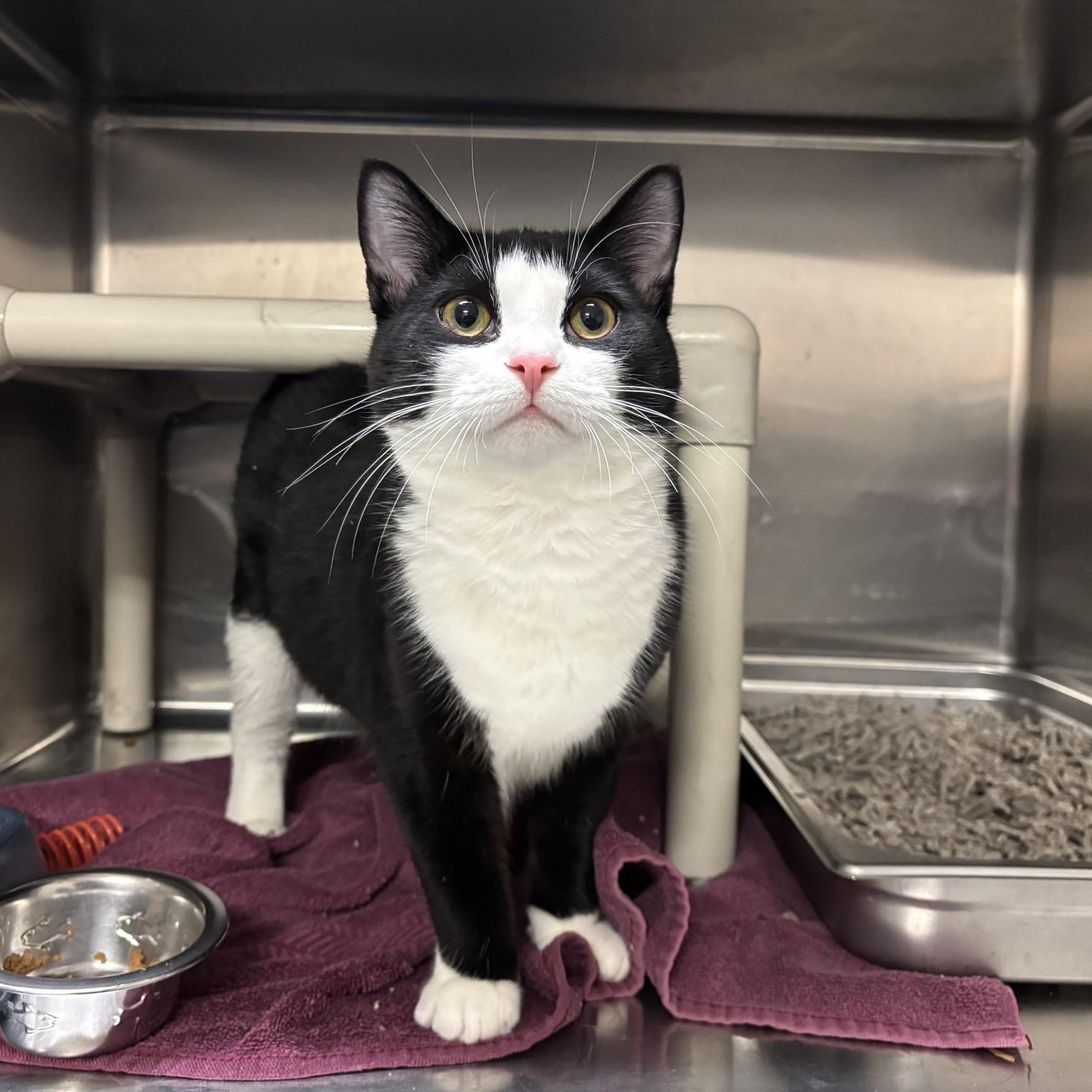 Enlarge Sheldon CS-011/26, a ADOPTABLE Domestic Short Hair in Burlington, ON image 1/2