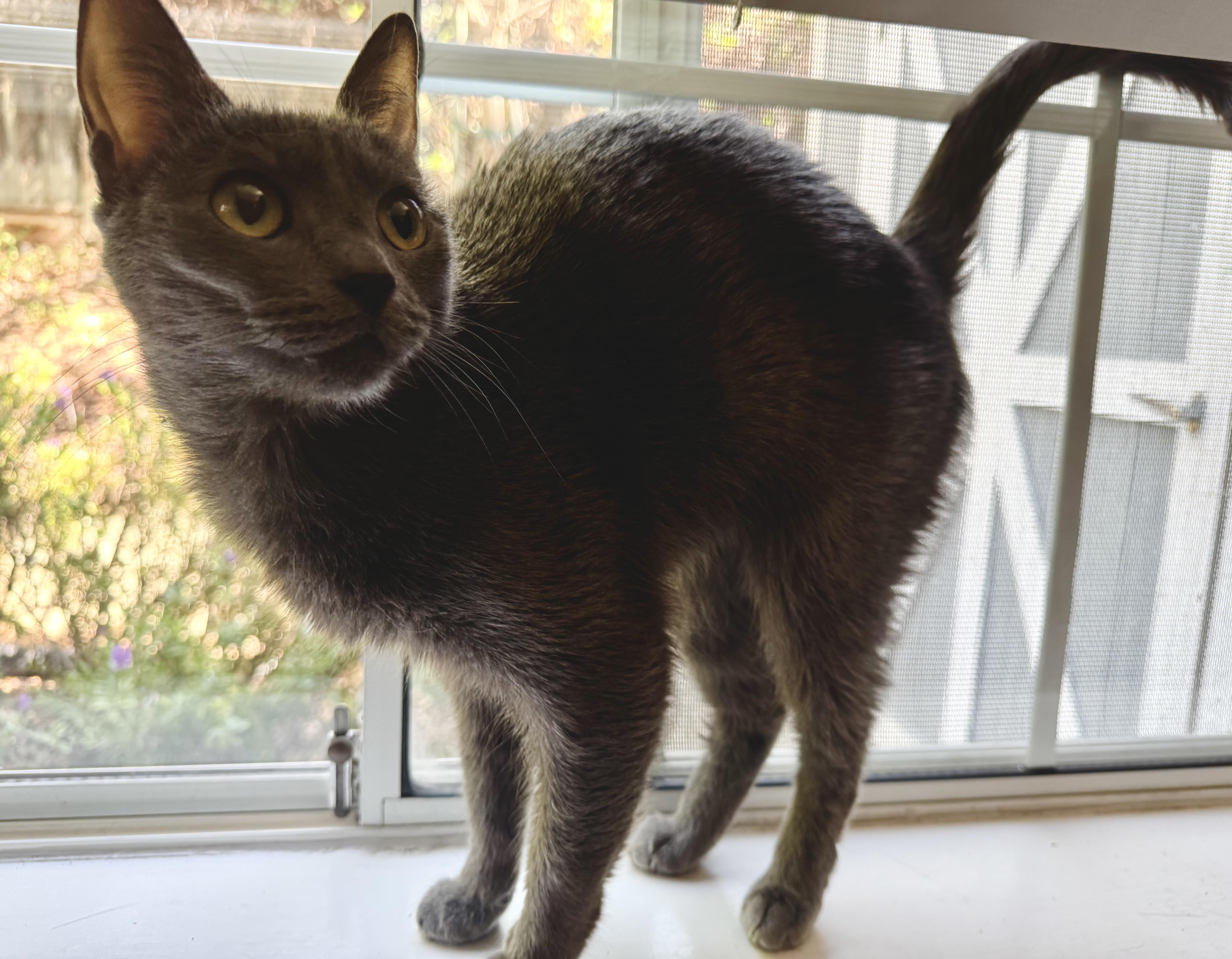 Willow (quiet / gentle / independent)
