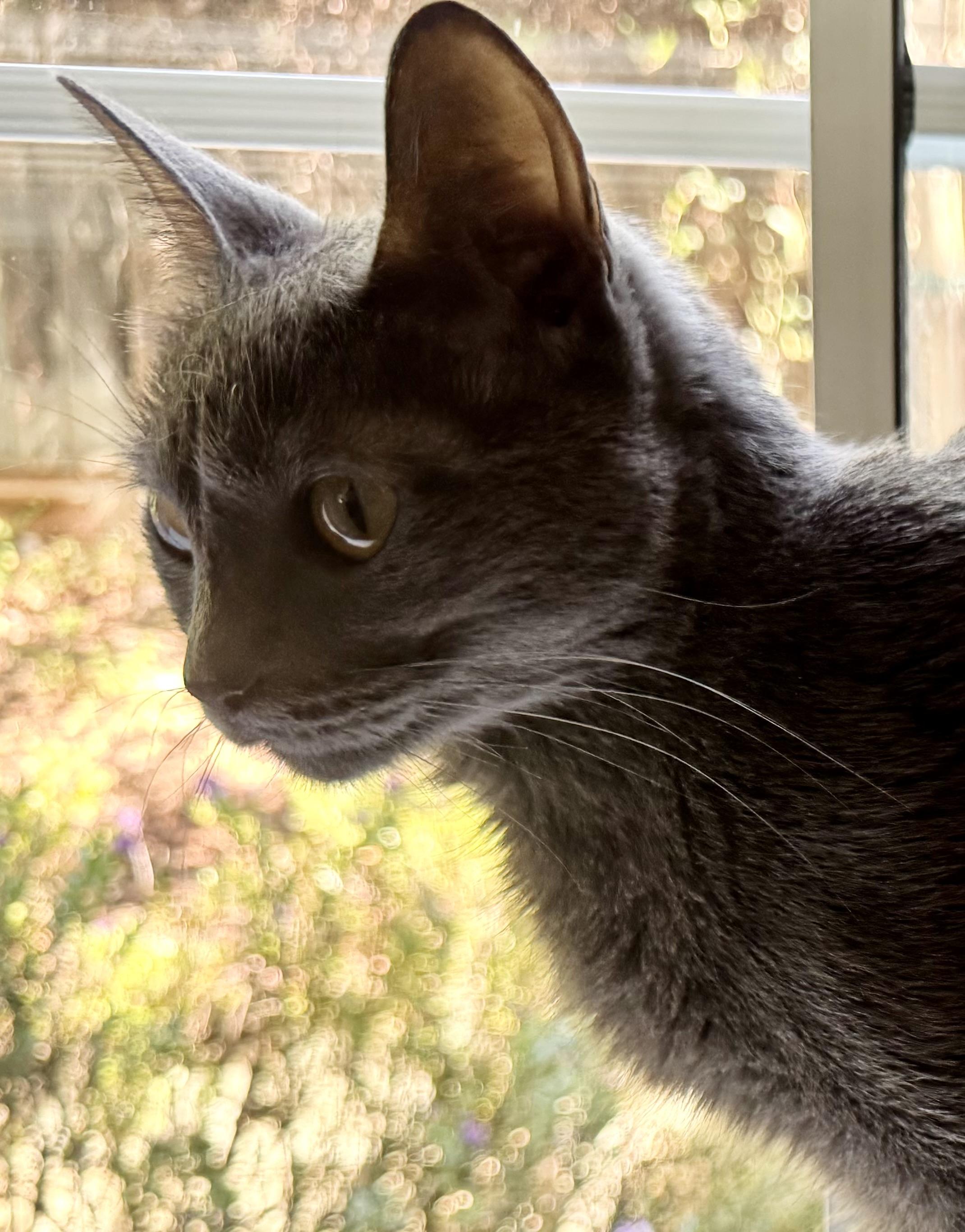 Willow (quiet / gentle / independent) photo 3